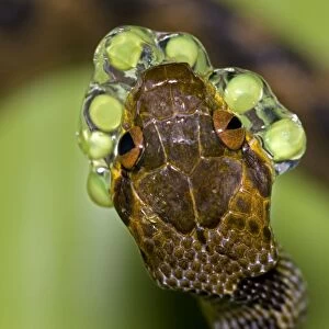 Northern cat-eyed snake - eating frog eggs - Tropical rainforest - found from southern Texas to Peru - Costa Rica