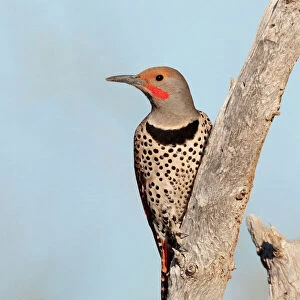 Woodpeckers Collection: Northern Flicker