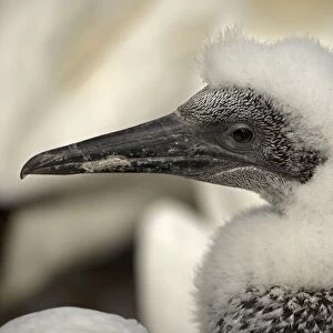 Northern Gannet - Close up of head of young gannet - Large white seabird with long black tipped wings and pointed tail - Six foot wingspan - High-diving - Noted for sudden headlong plunges after prey - Feeds on shoaling pelagic