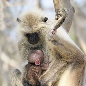 Northern Plains Grey Langur - mother with new born baby Semnopithecus entellus Rajasthan, India MA003949
