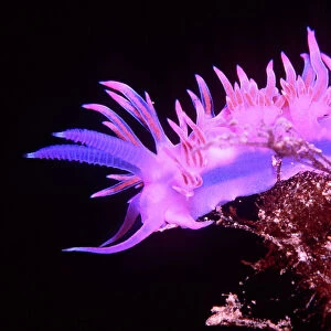 Mollusks Jigsaw Puzzle Collection: Nudibranchs