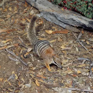 Numbat Print amongst Leaf Litter HB-1402