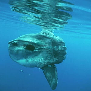 S Collection: Sunfish