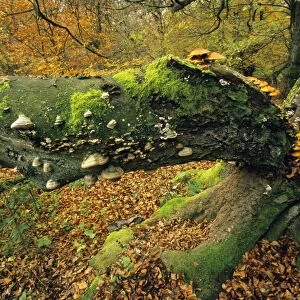 Old Beech Tree - covered with various fungus in autumn Hessen, Germany