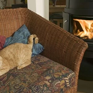 Old Cat - resting infront of fire