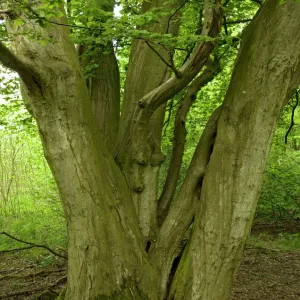 Old coppiced hornbeams - Ancient mixed broadleaved woodland. Wolves Wood, Norfolk, UK