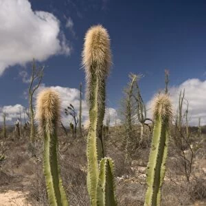Old man cactus, or Senita, in the cactus-rich part of the Sonoran desert on the west side of Baja California