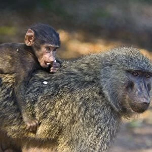 Olive Baboon - Infant riding on mother's back Gombe Stream Reserve, Tanzania