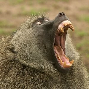 Olive Baboon With mouth wide open Maasai Mara, Kenya, Africa