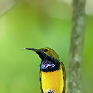 Sunbirds Greetings Card Collection: Related Images