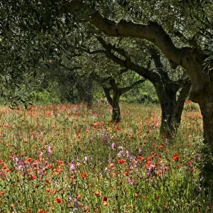 Olive grove with flowering meadow of Field Gladiolus and Field Poppy Val d Orcia, Tuscany, Italy