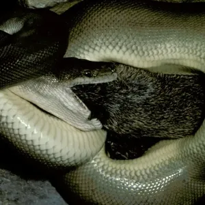 Olive Python Eating a Bandicoot Print Olive Python Eating a Bandicoot Print