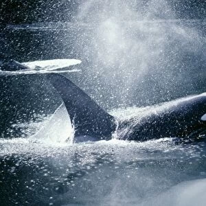 Orca / Killer Whales - Coming out of water