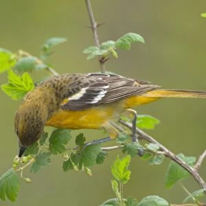 Orchard Oriole - Female feeding among what looks like a wild gooseberry type plant, Spring Great Lakes area, Point Pelee, Ontario, Canada _TPL6221