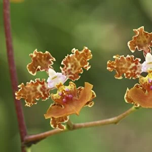 Orchid Belize