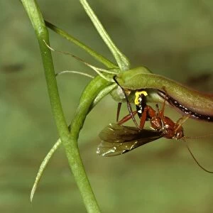 Orchid dupe wasp - male lured by a false wasp-mating scent from an orchid (Cryptostylis subulata), mates with it