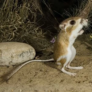 Heteromyidae Collection: Ords Kangaroo Rat