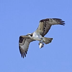 Osprey. In flight with prey, fish. Nayarit, Mexico in March