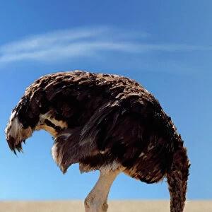 Birds Fine Art Print Collection: Ostriches