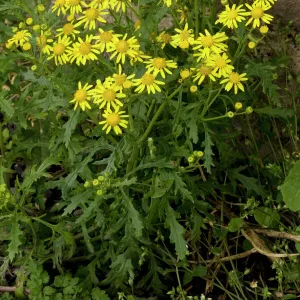 Oxford ragwort ( Senecio squalidus) - a widespread naturalised weed