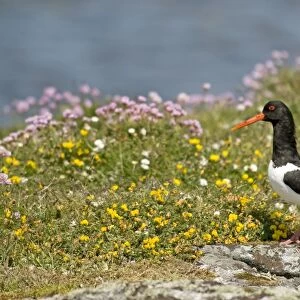 Oystercatcher - on rock - South Uist - Outer Hebrides
