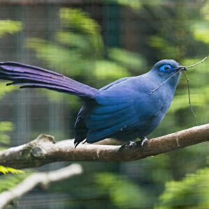 Cuckoos Cushion Collection: Blue Coua