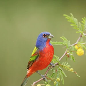 Cardinals And Grosbeaks Cushion Collection: Painted Bunting