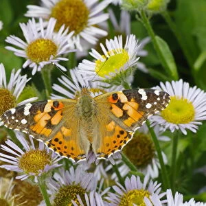 Painted Lady Butterfly - feeding on Erigeron Daisy Venessa cardui Essex, UK IN001251