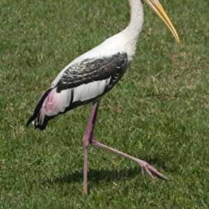 Painted Stork - Walking on grass