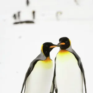 Pair of King Penguins - South Georgia - Antarctica