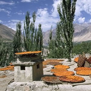 Pakistan - apricots drying in Altit Village Karimabad, Pakistan