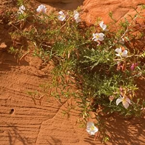 Pale / Pale-stemmed / White-stemmed Evening Primrose - growing out of a crack in a red sandstone cliff - Vermillion Cliffs, Grand Staircase Escalante National Monument, Utah, USA