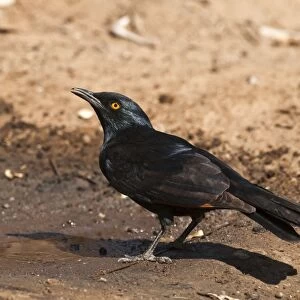 Palewinged starling - Drinking from puddle - Namibia