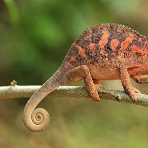 Panther Chameleon - female - Lokobe Nature Special Reserve - Nosy Be - Northern Madagascar