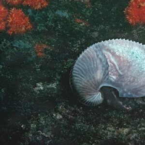 Paper Nautilus - found swimming in 21 meters down a drop off Qatar, Arabian Gulf