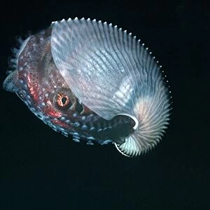 Paper Nautilus - found swimming in 21 meters down a drop off Quatar, Arabian Gulf