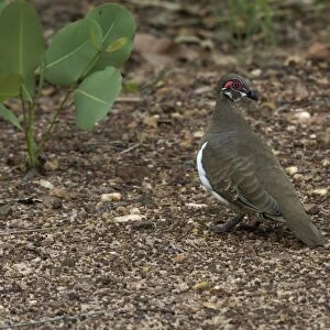 Partridge Pigeon Kakadu National Park, Northern Territory, Australia