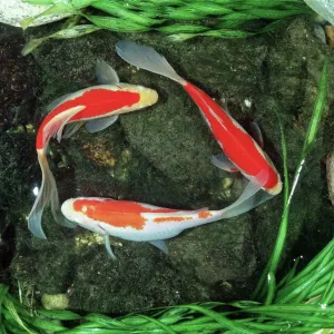 Red Comet Goldfish Print Red Comet Goldfish Print