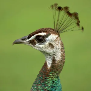 Peacock / Peafowl - Head of female / Peahen Location: Ornamental garden, UK