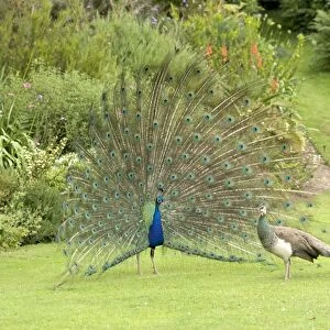 Peacock / Peafowl - Male displaying to female / Peahen Location: Ornamental garden, UK