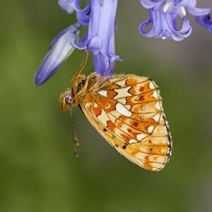 Pearl Bordered Fritillary Butterfly - on bluebell - Cornwall - UK