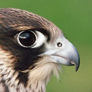 Peregrine Falcon - close-up of head