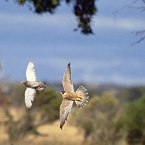 Peregrine Falcon - pursit of pigeon