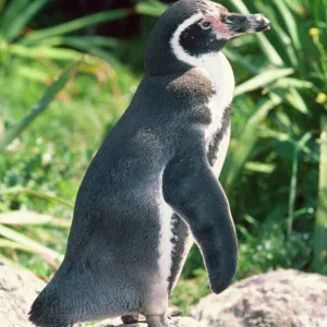 Peruvian / Humboldt Penguin