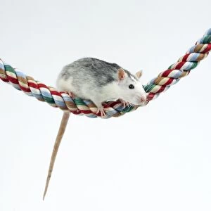 Pet Rat On rope