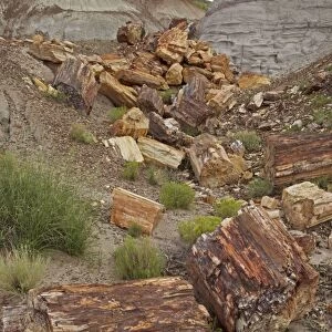 Petrified trees - Triassic period - 200-250 million years ago - Petrified forest National Park - Arizona - USA