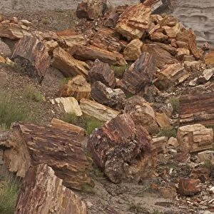 Petrified Trees - Triassic period 200-250 million years ago - Petrified forest National Park - Arizona - USA