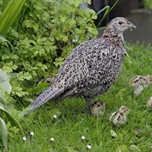 Pheasant - Hen with chicks in garden Northumberland, England