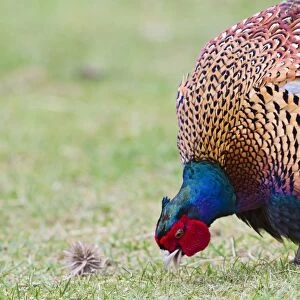 Pheasant - male feeding in meadow - Bedfordshire UK 11457
