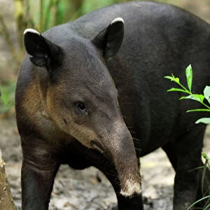 Mammals Metal Print Collection: Tapir